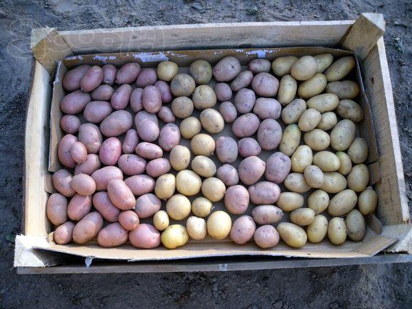 Семена картофеля